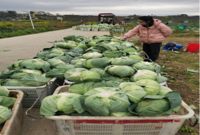 食用農產品零售市場新觀察 品質、渠道與消費趨勢的嬗變