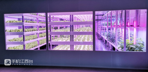 江西力源農業 創新模式，將農場“建在”超市，家門口的新鮮體驗